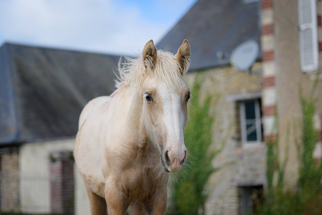 Veulen (vr) Gypsy Cob Te koop 2025 Palomino