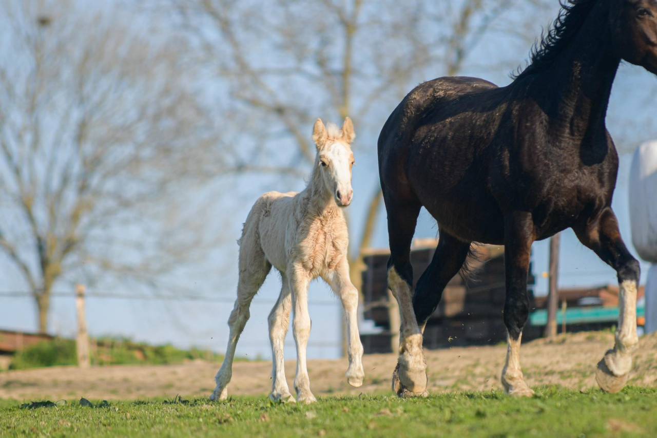 Veulen (vr) Gypsy Cob Te koop 2025 Palomino