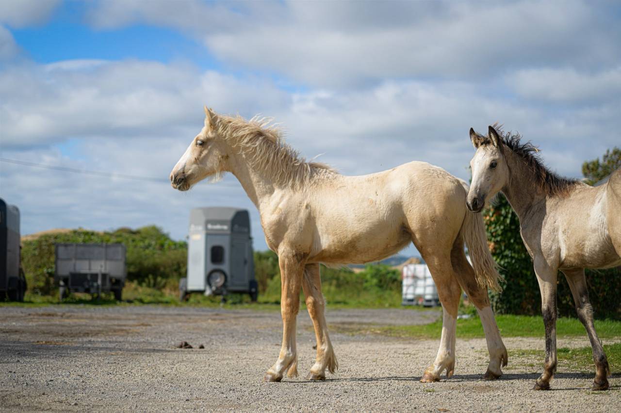 Veulen (vr) Gypsy Cob Te koop 2025 Palomino