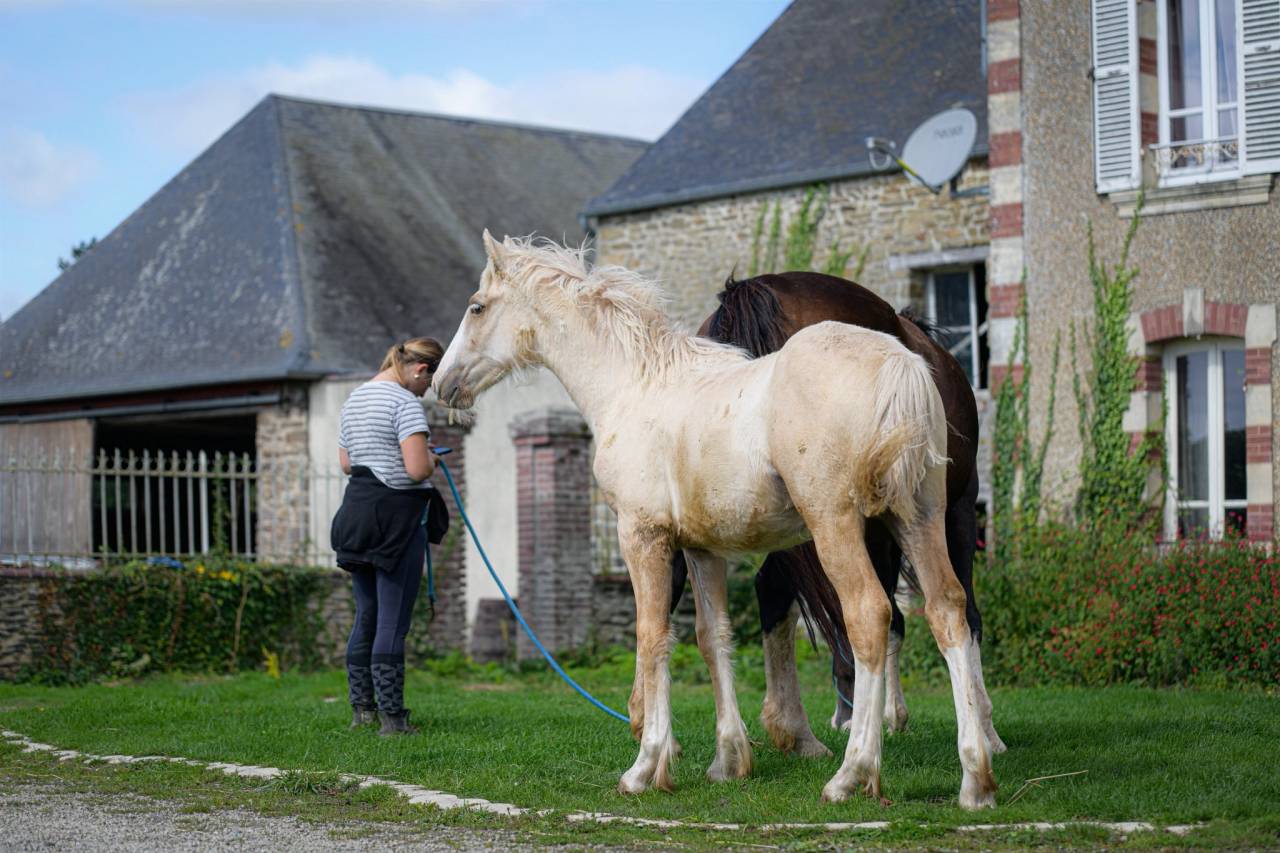 Veulen (vr) Gypsy Cob Te koop 2025 Palomino
