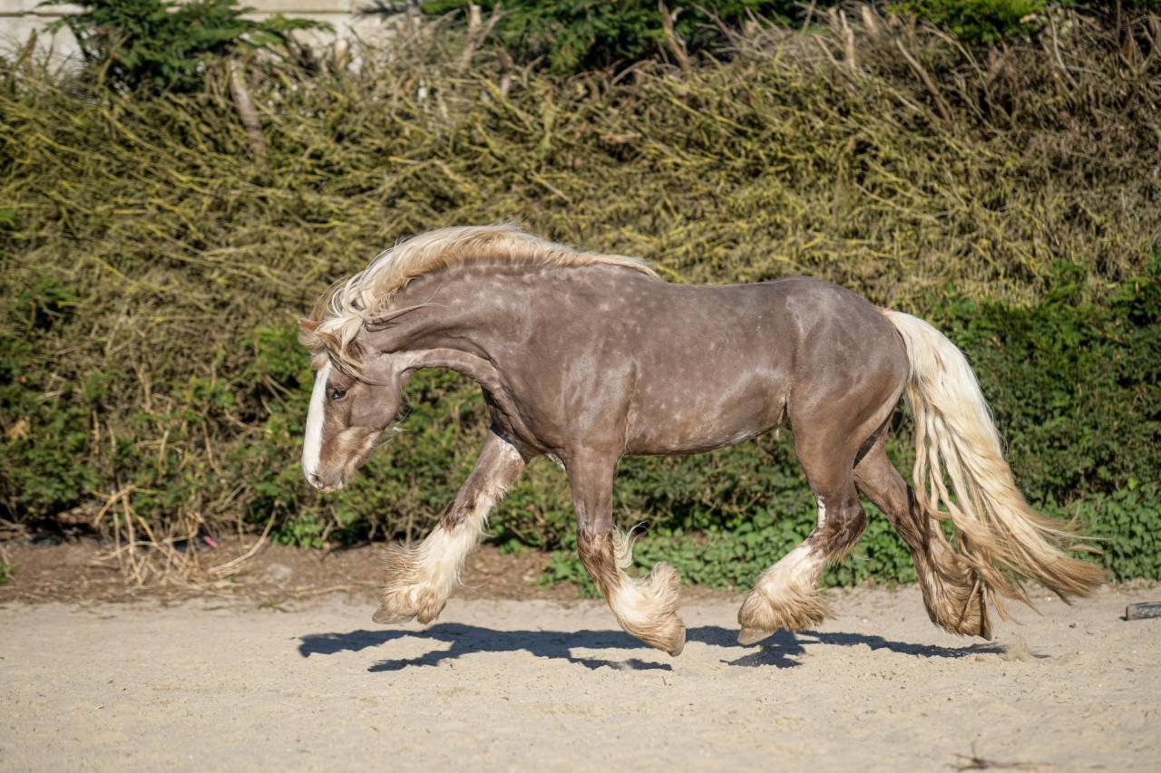 Edelweiss - Gypsy Cob 2022