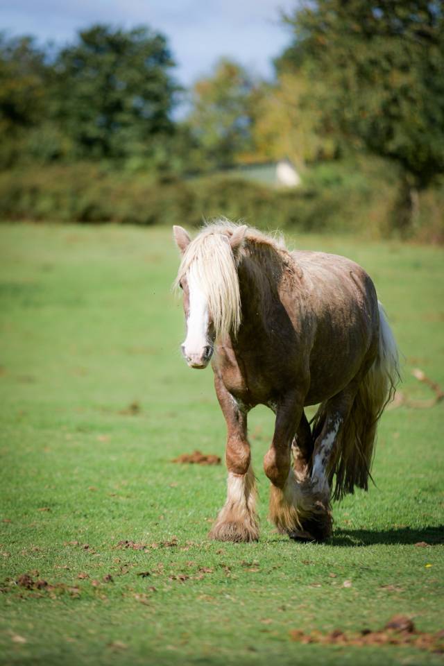 Edelweiss - Gypsy Cob 2022