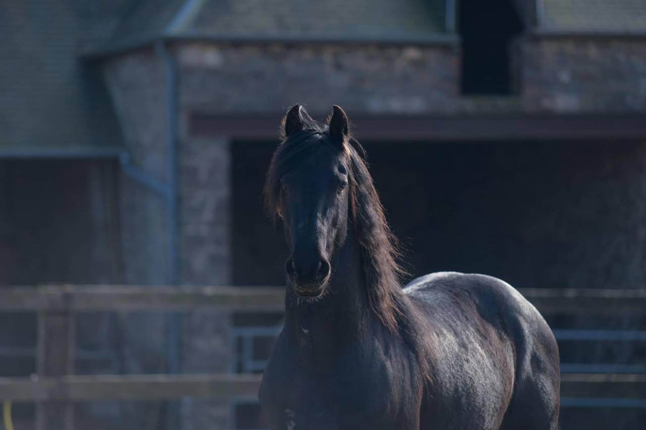 Elite de Gioux  - Arabo Fries 2018