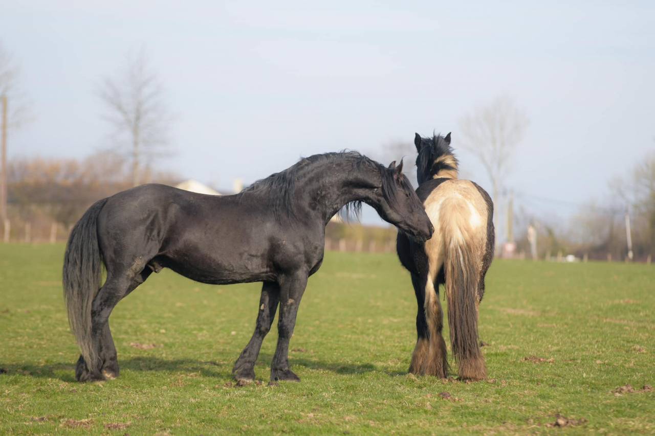 Elite de Gioux  - Arabo Fries 2018