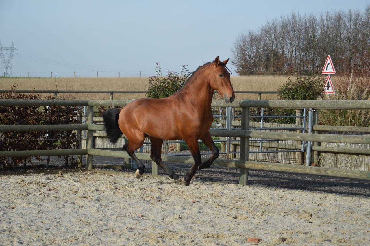 Hengst PRE Puur Ras Spaans Te koop 2019 Donker bruin / bai