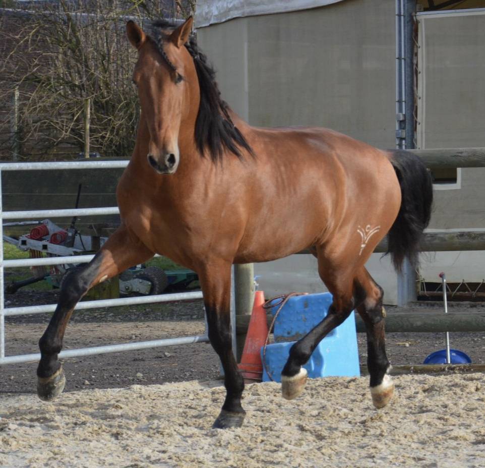 Hengst PRE Puur Ras Spaans Te koop 2019 Donker bruin / bai