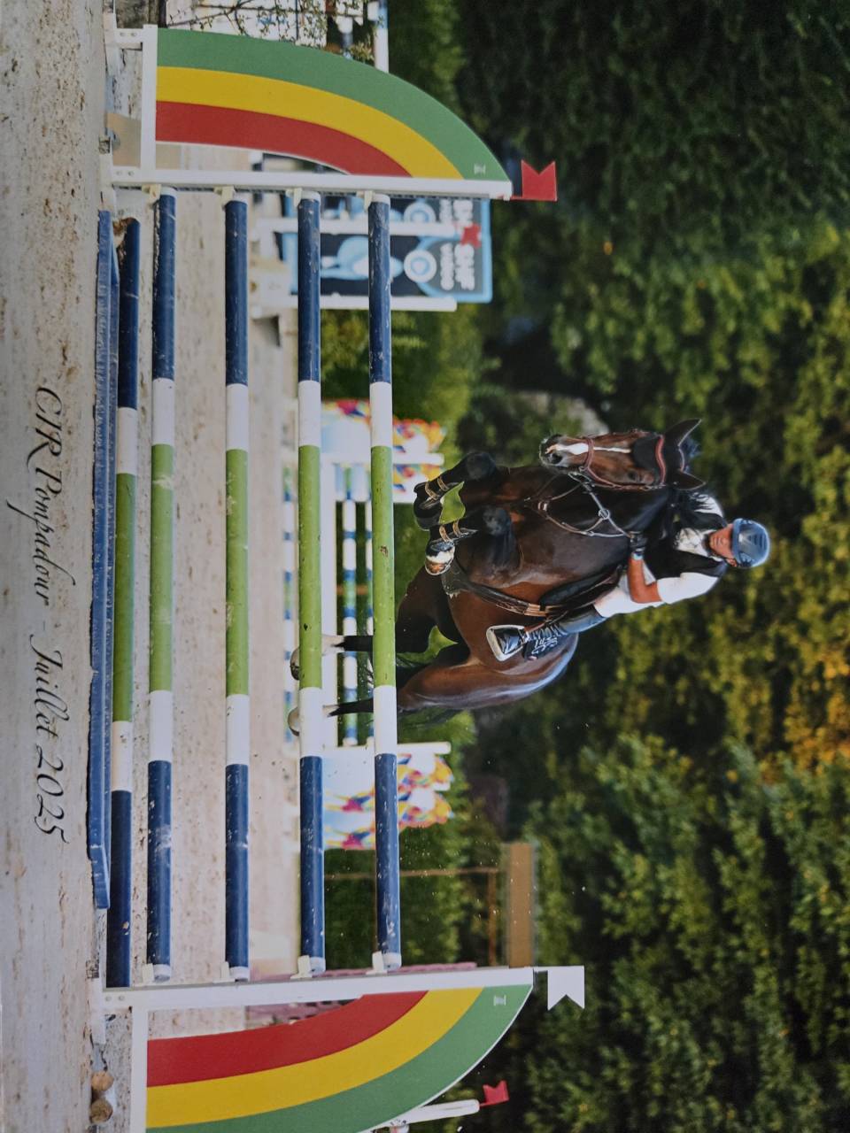 Ruin Selle Fran&ccedil;ais Te koop 2019 Bruin / Bai