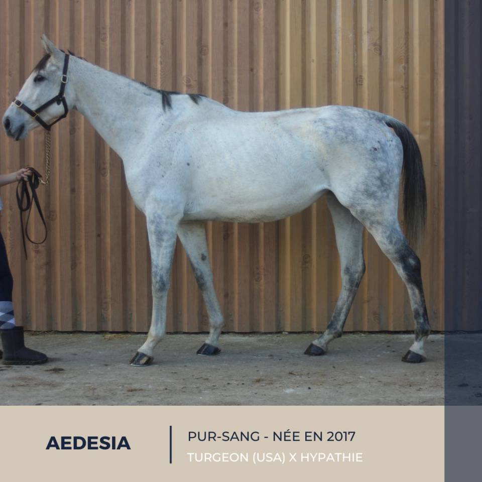 Merrie Volbloed Te koop 2017 Schimmel ,  TURGEON