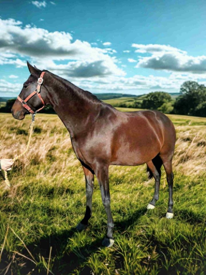 Merrie Lusitano Te koop 2019 Bruin / Bai