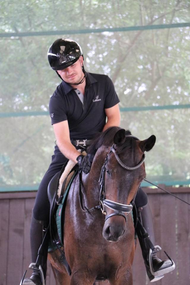 Ruin Oldenburger Te koop 2021 Bruin / Bai ,  Bon Coeur