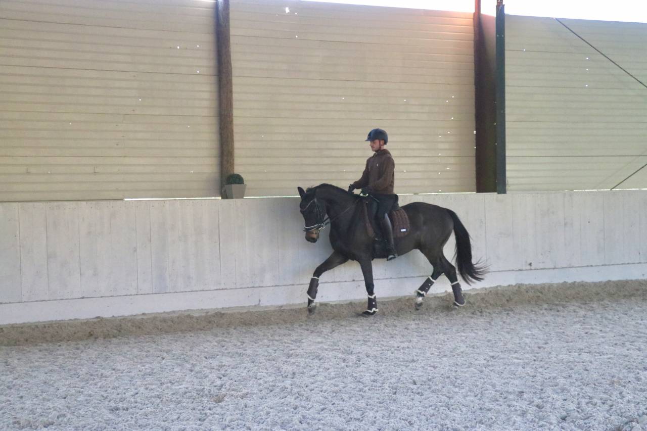 Ruin Oldenburger Te koop 2021 Bruin / Bai ,  Bon Coeur