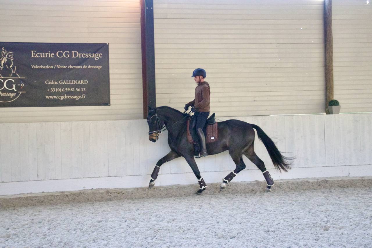 Ruin Oldenburger Te koop 2021 Bruin / Bai ,  Bon Coeur