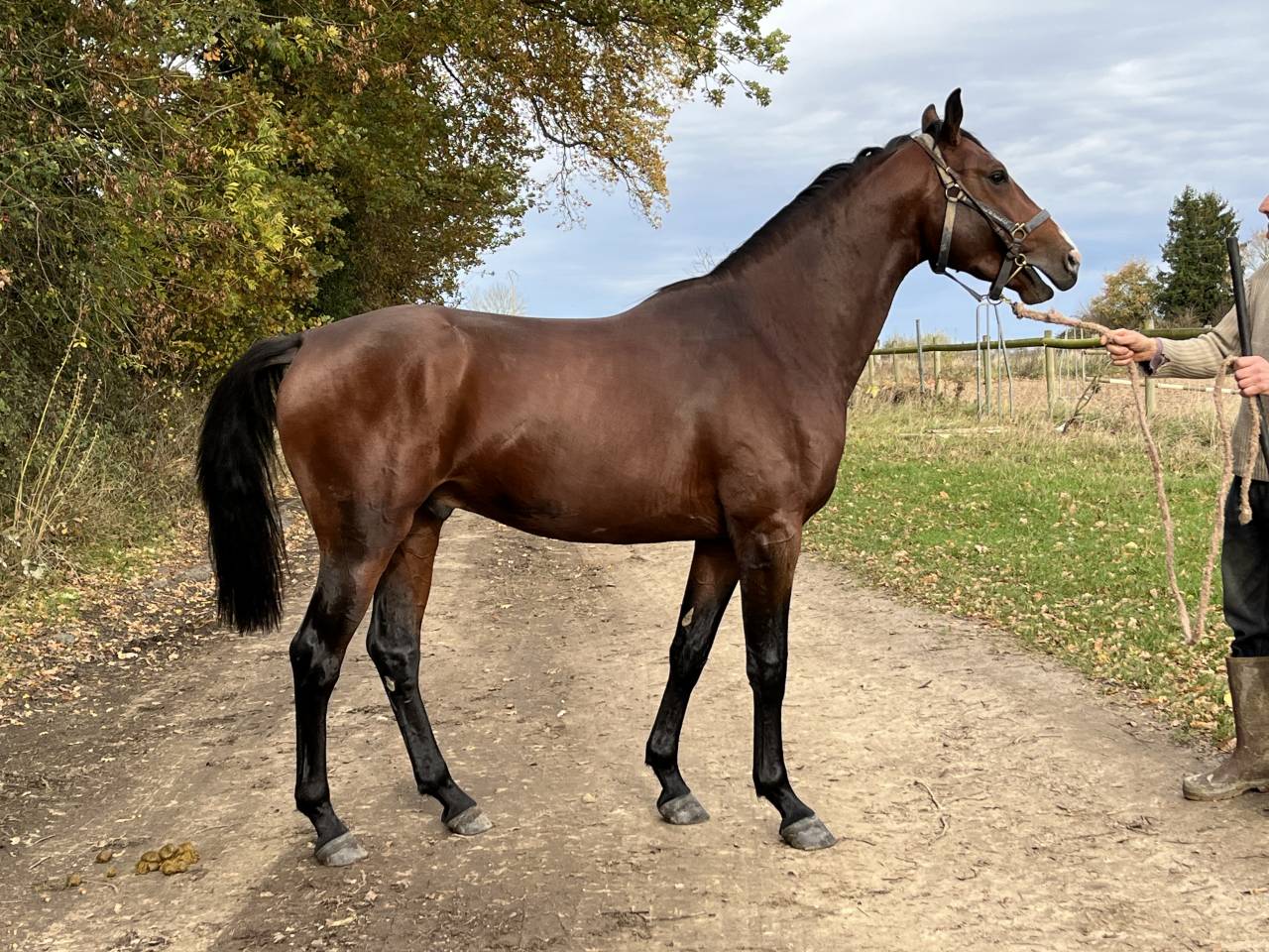 Ruiter, Hindernis springen - Ander contract Andere - Calvados Frankrijk