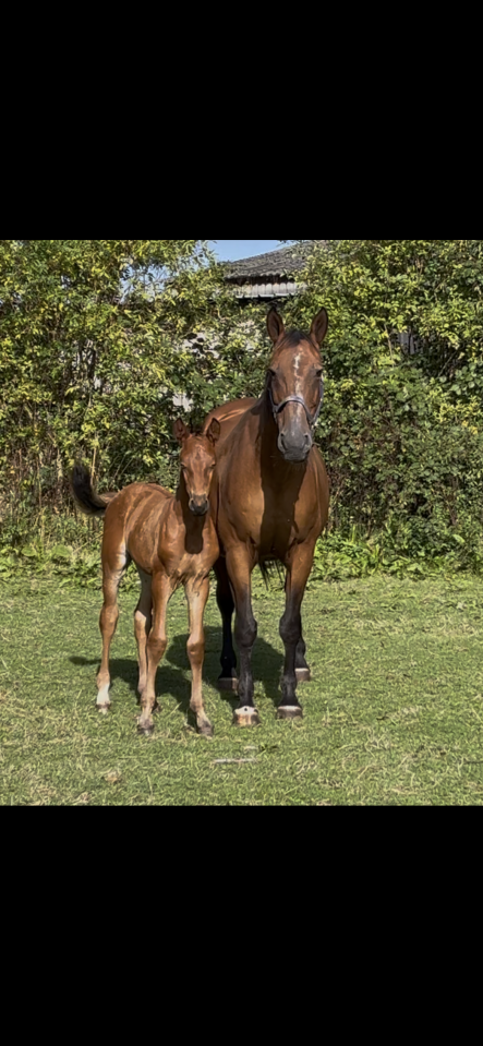 Ruiter, Hindernis springen - Ander contract Andere - Calvados Frankrijk
