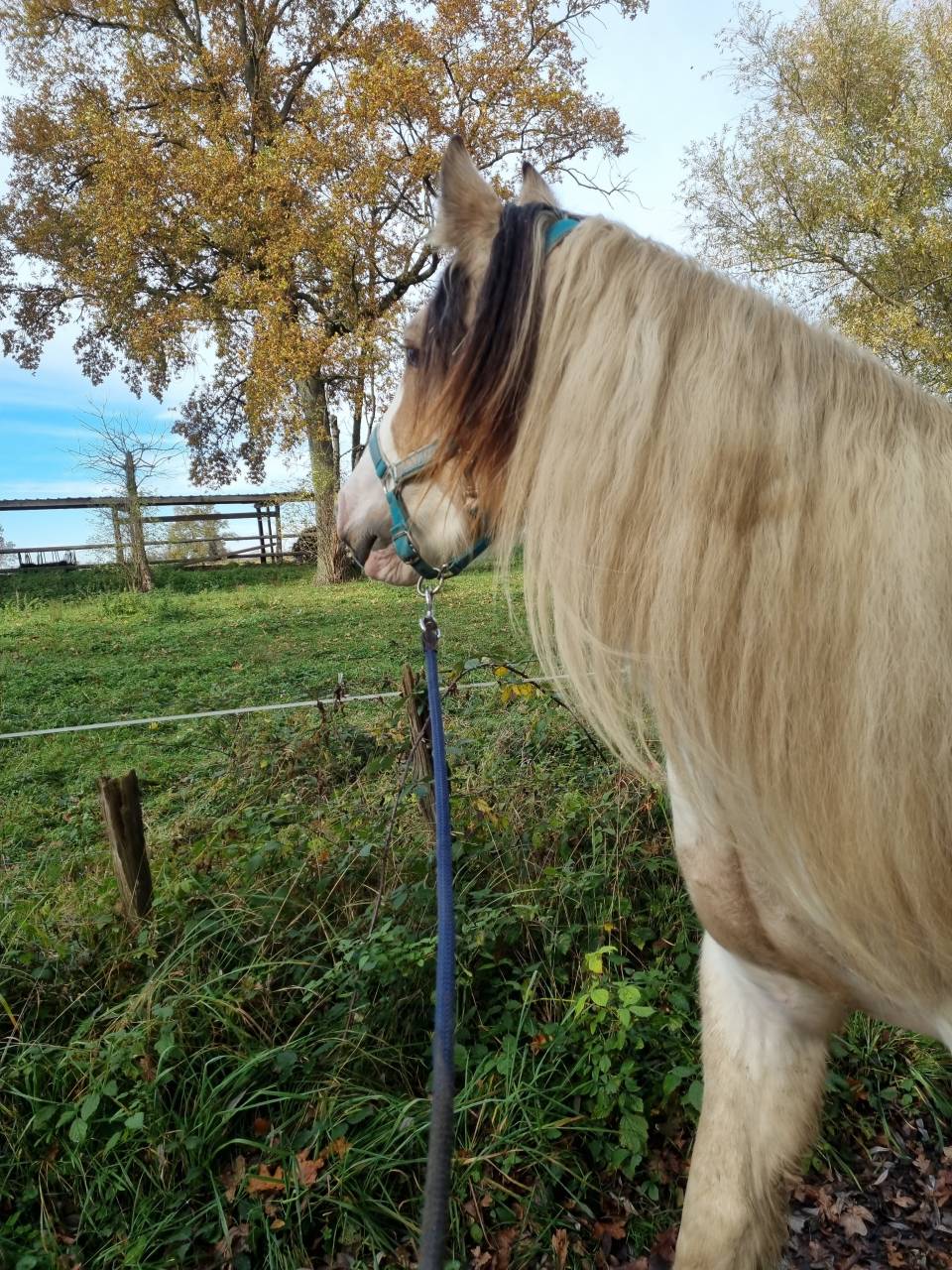 Cairnview Milo  - Irish Cob 2022 ,  Cairnview Forest