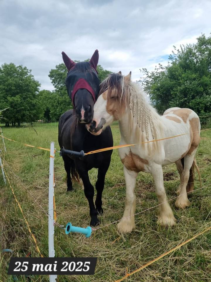 Cairnview Milo  - Irish Cob 2022 ,  Cairnview Forest