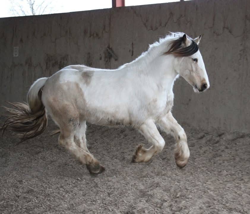 Cairnview Milo  - Irish Cob 2022 ,  Cairnview Forest