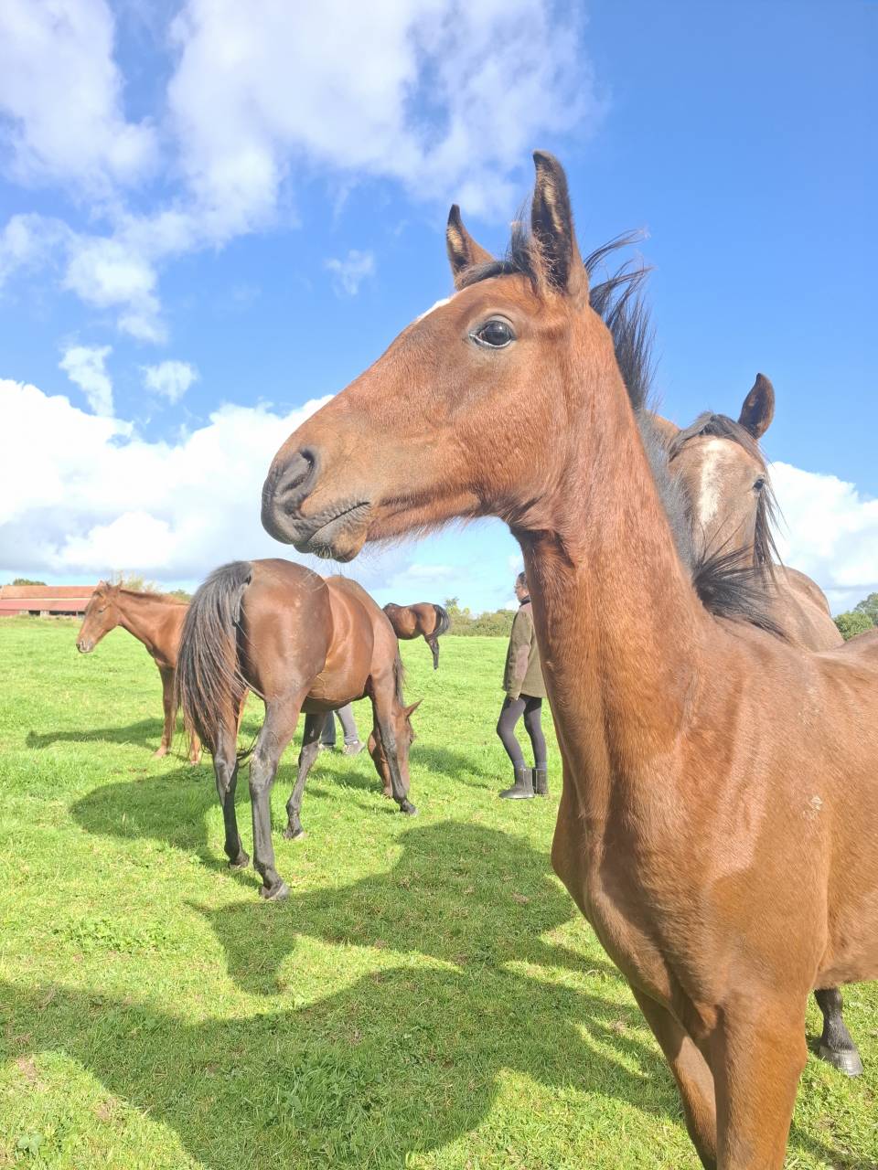 Veulen (ml) Anglo-Normand Te koop 2025 Donker bruin / bai ,  laumae de bessay