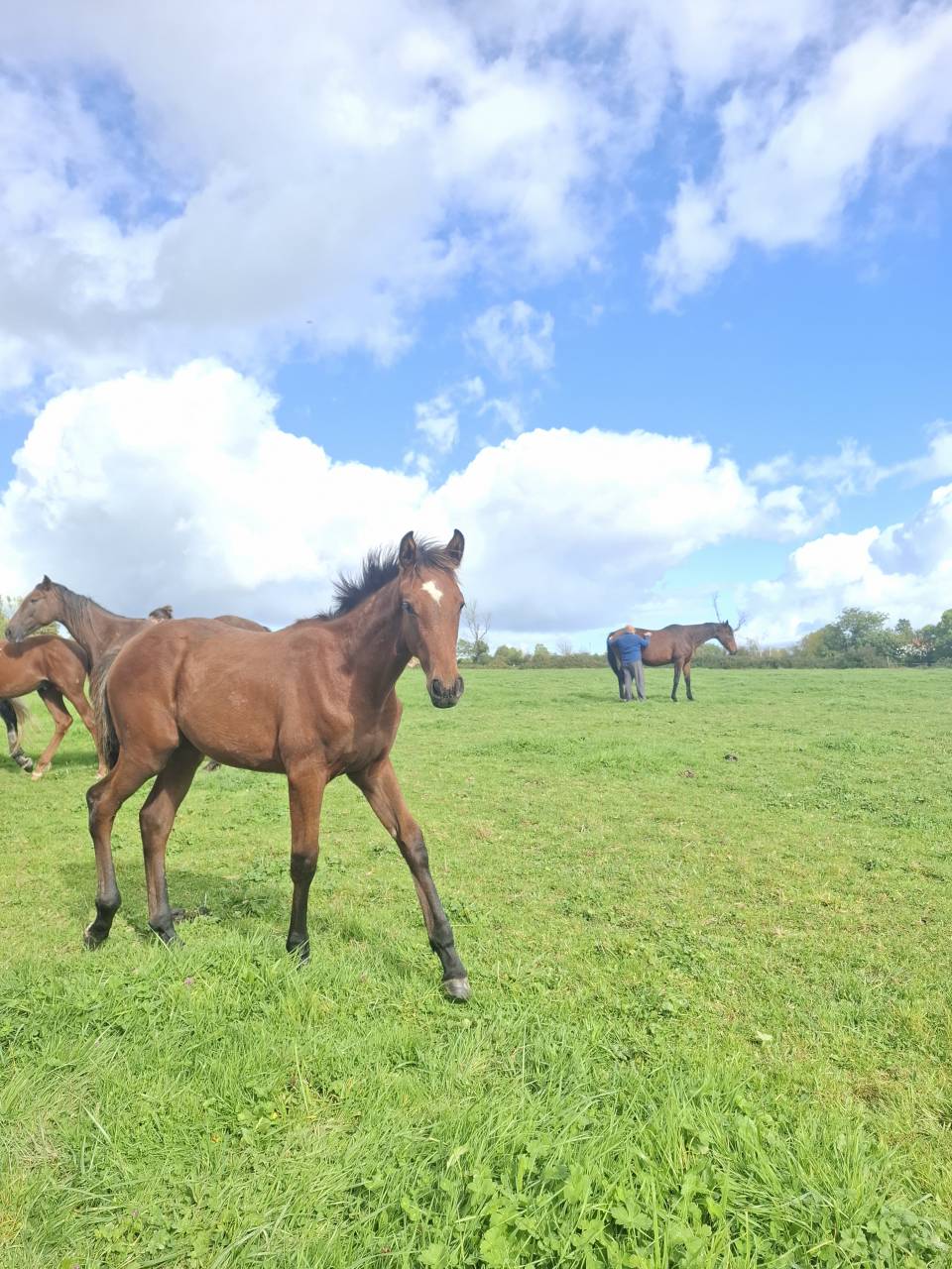 Veulen (ml) Anglo-Normand Te koop 2025 Donker bruin / bai ,  laumae de bessay