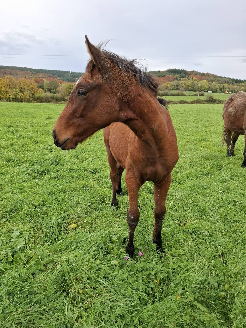 Veulen (ml) Anglo-Normand Te koop 2025 Donker bruin / bai ,  laumae de bessay