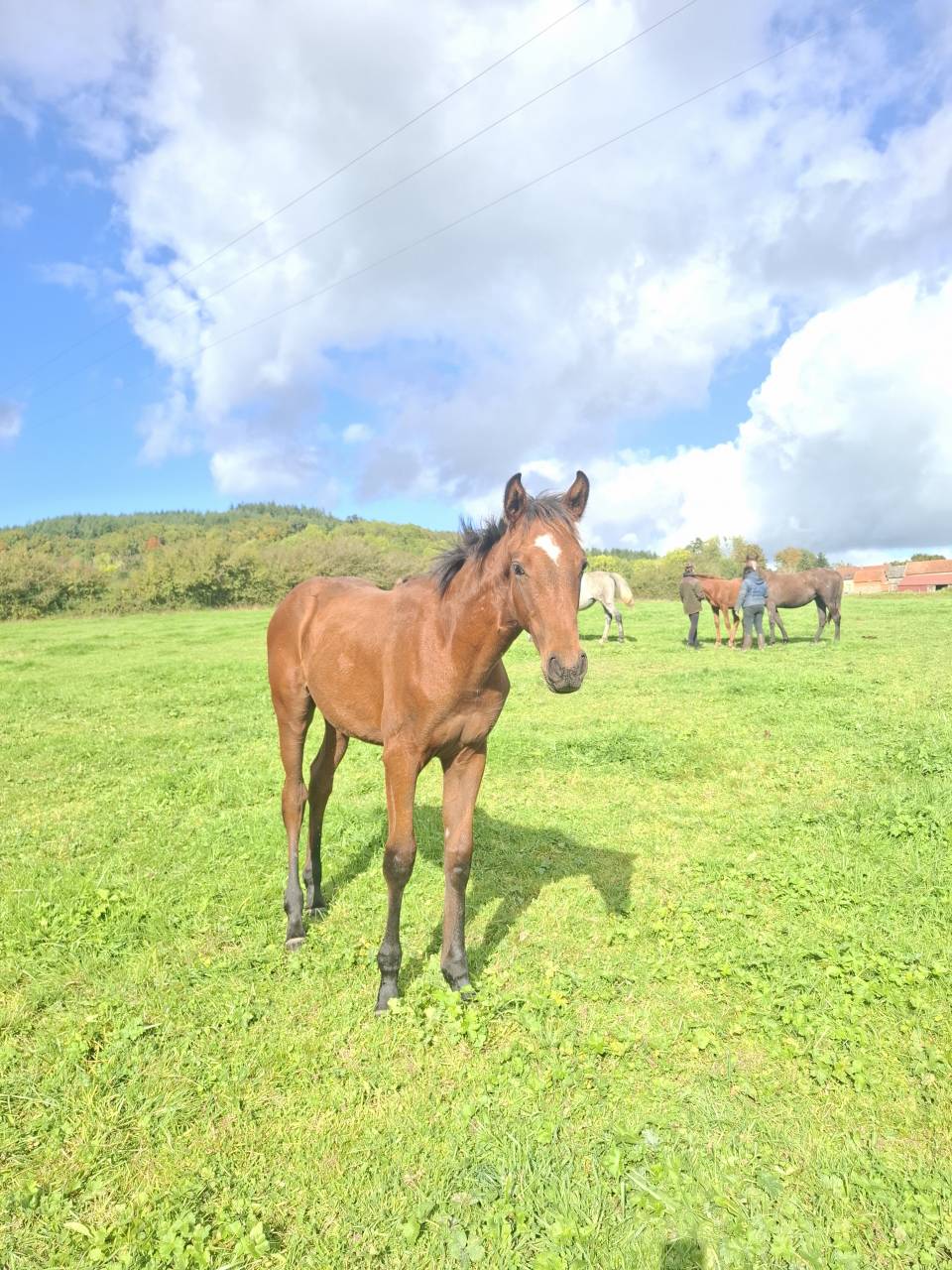 Veulen (ml) Anglo-Normand Te koop 2025 Donker bruin / bai ,  laumae de bessay