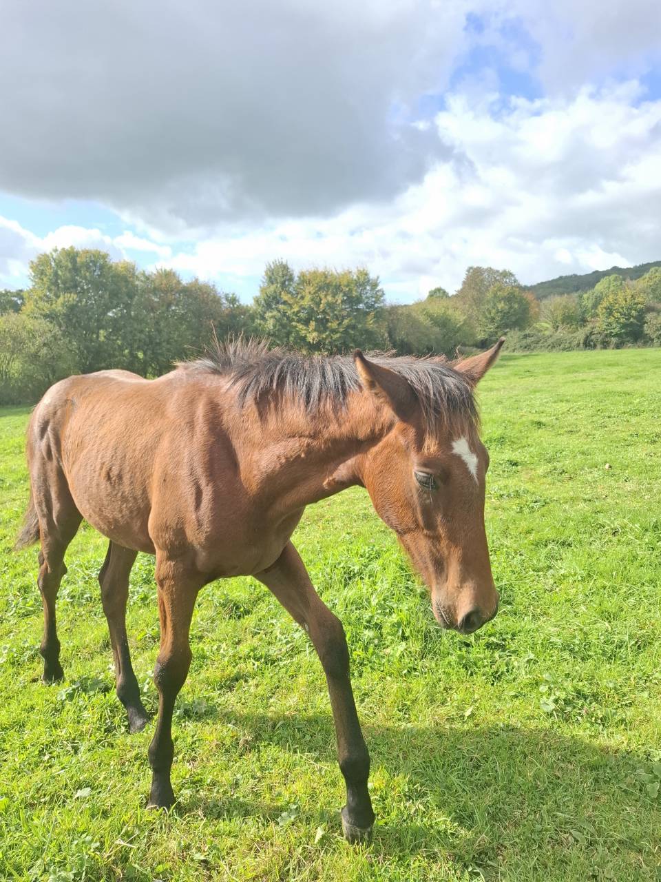 Veulen (ml) Anglo-Normand Te koop 2025 Donker bruin / bai ,  laumae de bessay