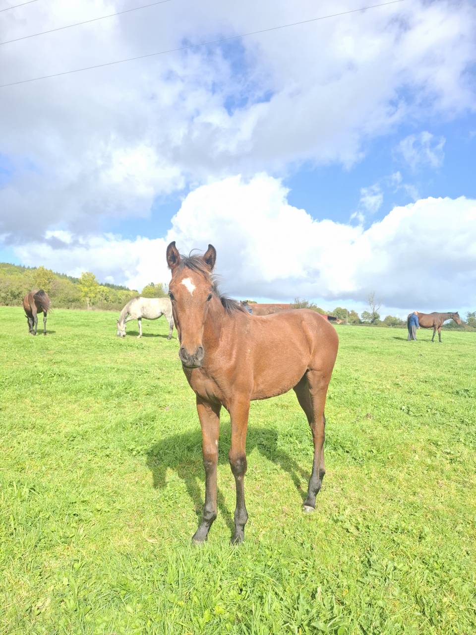 Veulen (ml) Anglo-Normand Te koop 2025 Donker bruin / bai ,  laumae de bessay