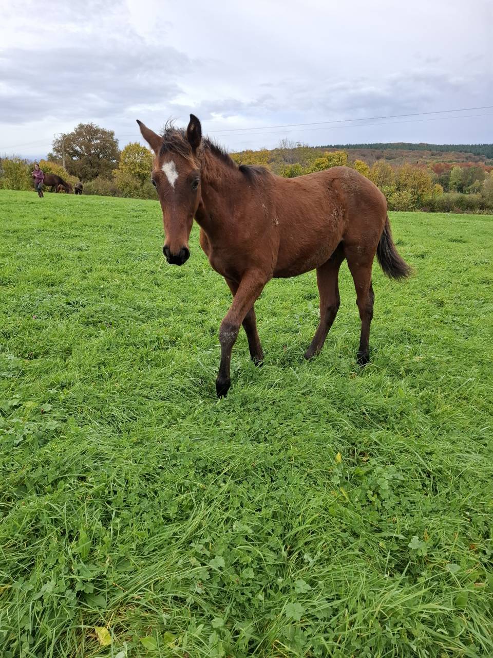 Veulen (ml) Anglo-Normand Te koop 2025 Donker bruin / bai ,  laumae de bessay