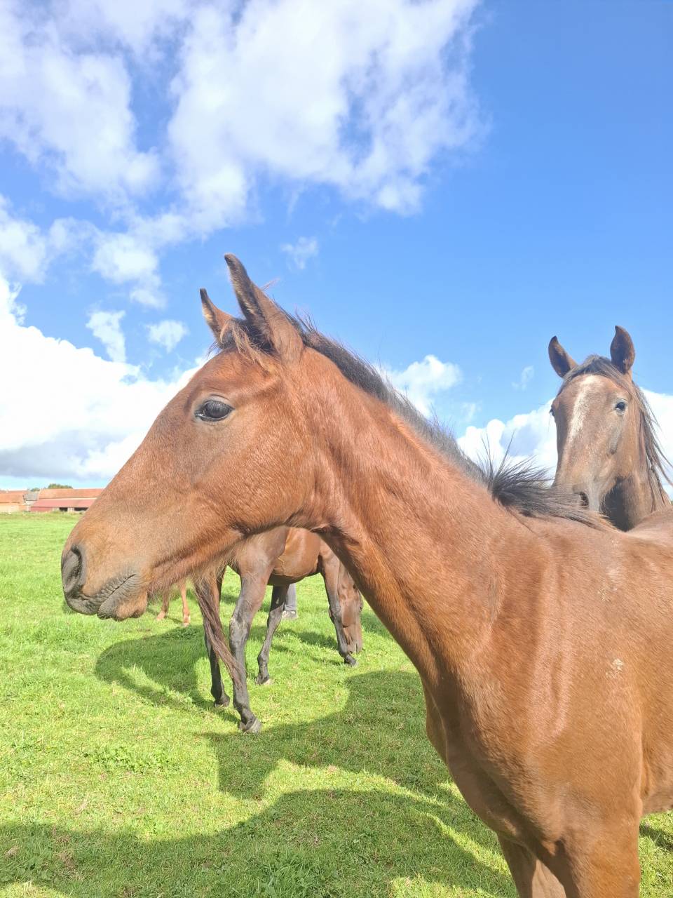 Veulen (ml) Anglo-Normand Te koop 2025 Donker bruin / bai ,  laumae de bessay