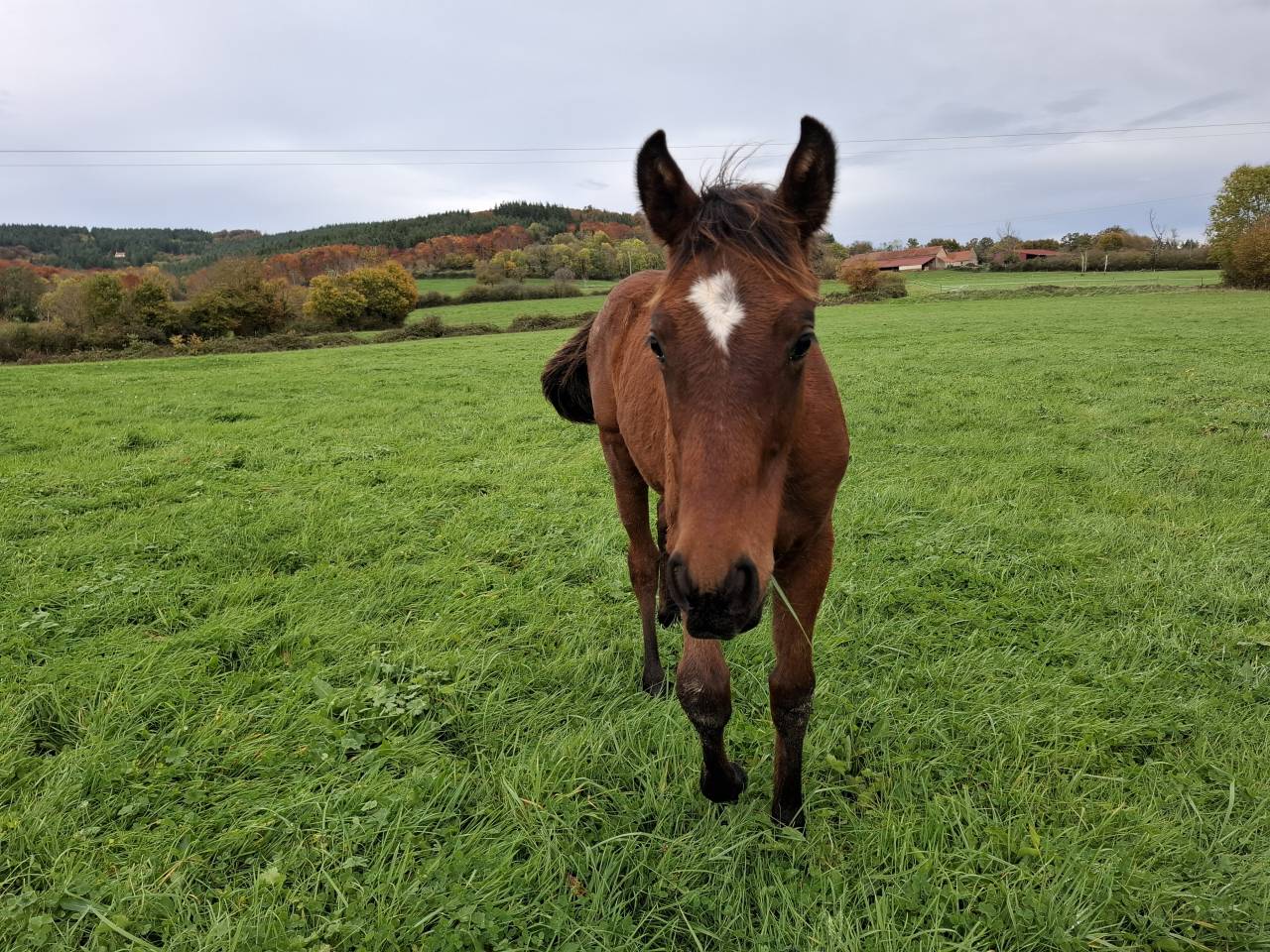 Veulen (ml) Anglo-Normand Te koop 2025 Donker bruin / bai ,  laumae de bessay