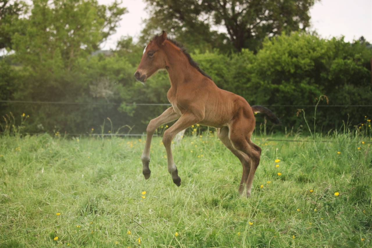 Veulen (ml) Anglo-Normand Te koop 2025 Donker bruin / bai ,  laumae de bessay