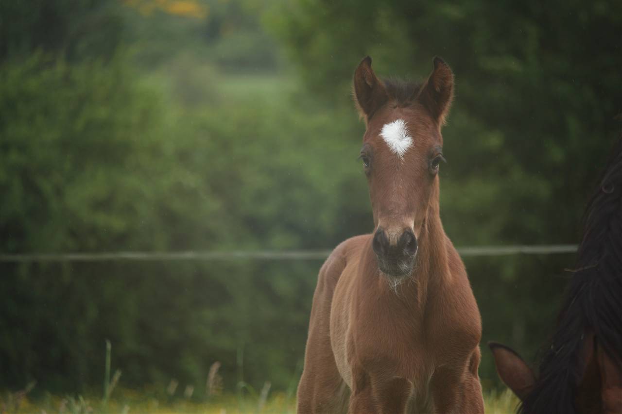 Veulen (ml) Anglo-Normand Te koop 2025 Donker bruin / bai ,  laumae de bessay