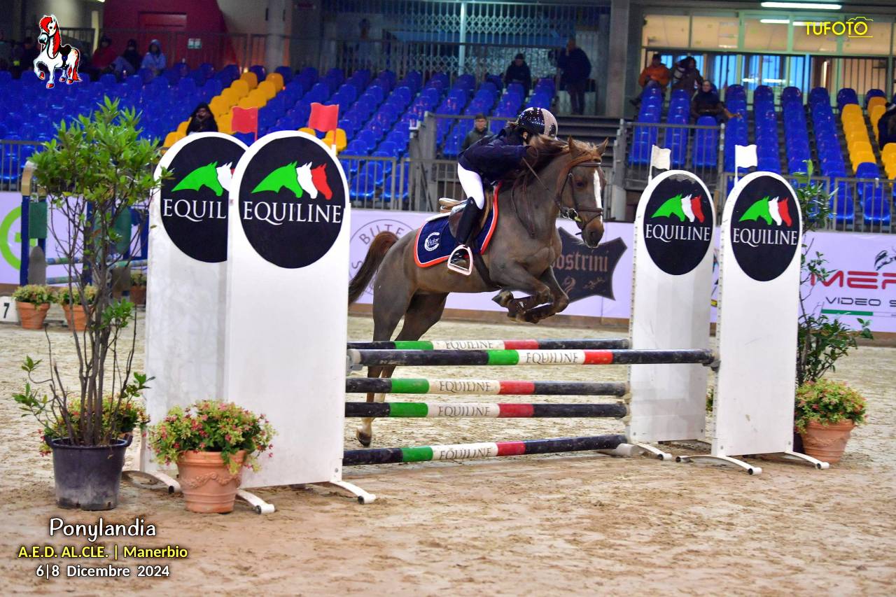 Merrie Andere pony rassen Te koop 2009 Koffie vos