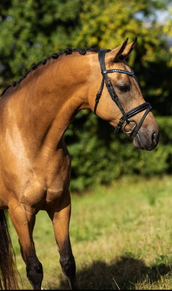 Merrie Welsh Partbred Te koop 2019 Isabel