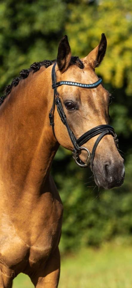 Merrie Welsh Partbred Te koop 2019 Isabel