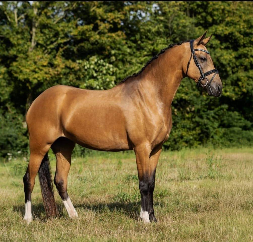 Merrie Welsh Partbred Te koop 2019 Isabel