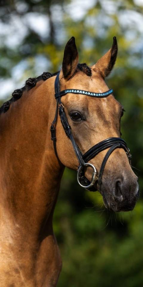 Merrie Welsh Partbred Te koop 2019 Isabel