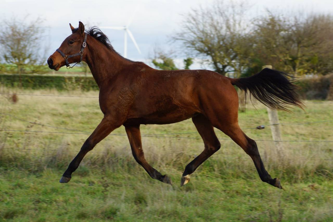 Merrie Selle Français Te koop 2024 Donker bruin / bai ,  Cooper van’t Heffinck