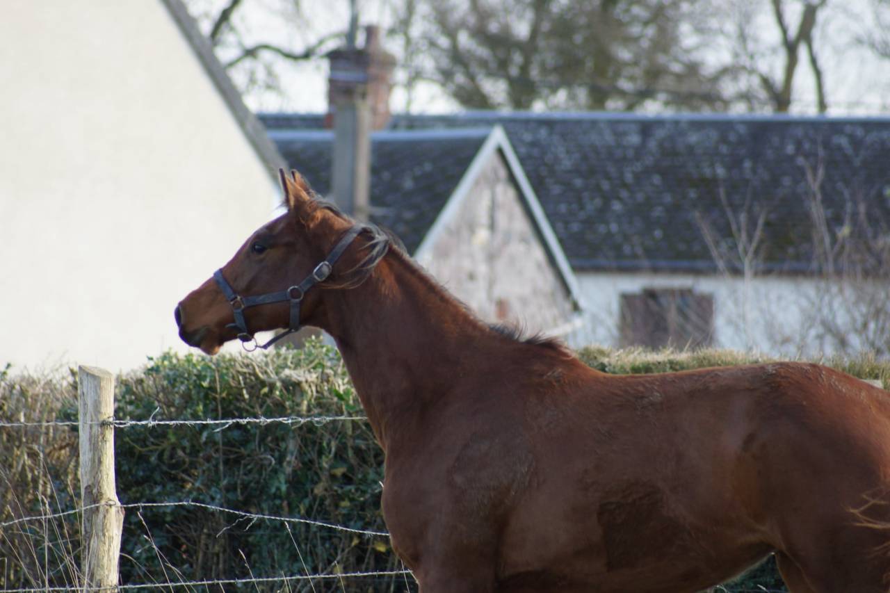 Merrie Selle Français Te koop 2024 Donker bruin / bai ,  Cooper van’t Heffinck