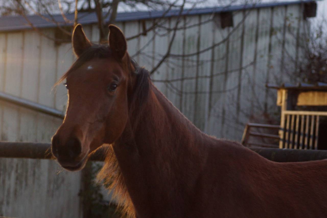 Merrie Selle Français Te koop 2024 Donker bruin / bai ,  Cooper van’t Heffinck