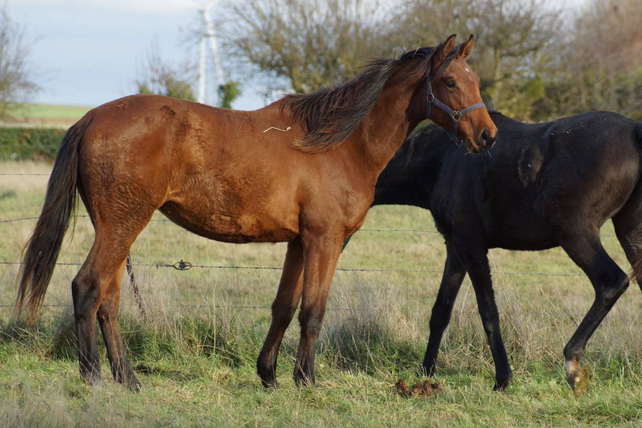Merrie Selle Français Te koop 2024 Donker bruin / bai ,  Cooper van’t Heffinck