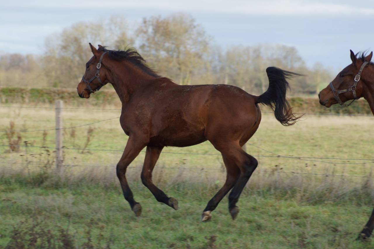 Merrie Selle Français Te koop 2024 Donker bruin / bai ,  Cooper van’t Heffinck