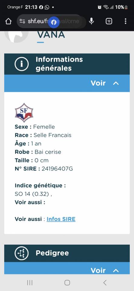 Merrie Selle Français Te koop 2024 Donker bruin / bai ,  Cooper van’t Heffinck