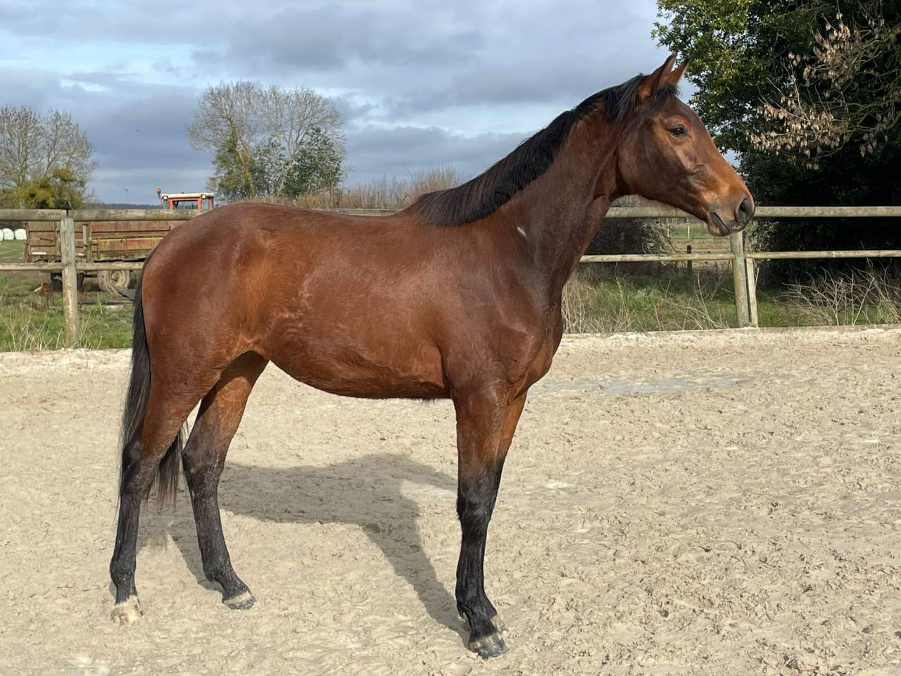 Merrie Selle Fran&ccedil;ais Te koop 2024 Donker bruin / bai ,  Cooper van&rsquo;t Heffinck