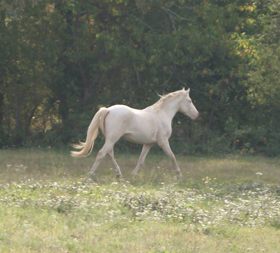 DEEP BLUE DES ZIMB - Franse rijpony PFS 2013 ,  Uniblue