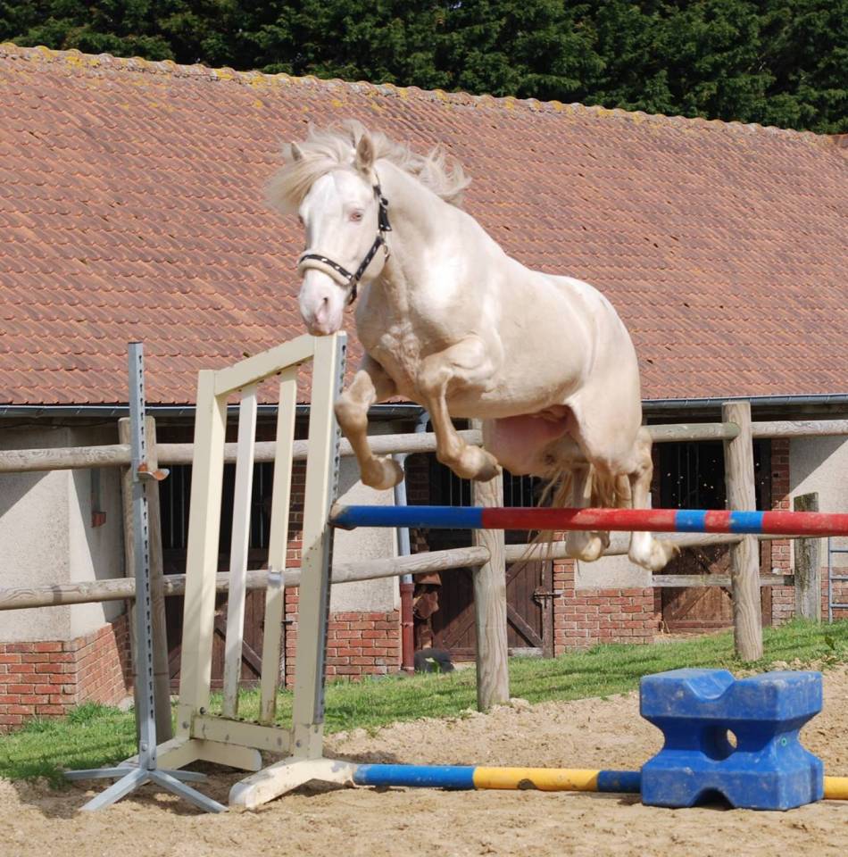 DEEP BLUE DES ZIMB - Franse rijpony PFS 2013 ,  Uniblue