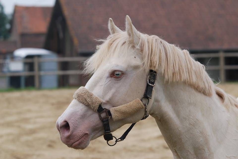DEEP BLUE DES ZIMB - Franse rijpony PFS 2013 ,  Uniblue