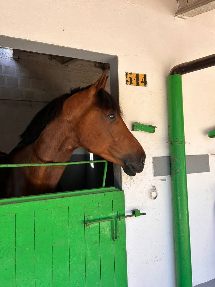 Ruin Belgisch sportpaard Te koop 2019 Donker bruin / bai ,  Heraldik Sitte