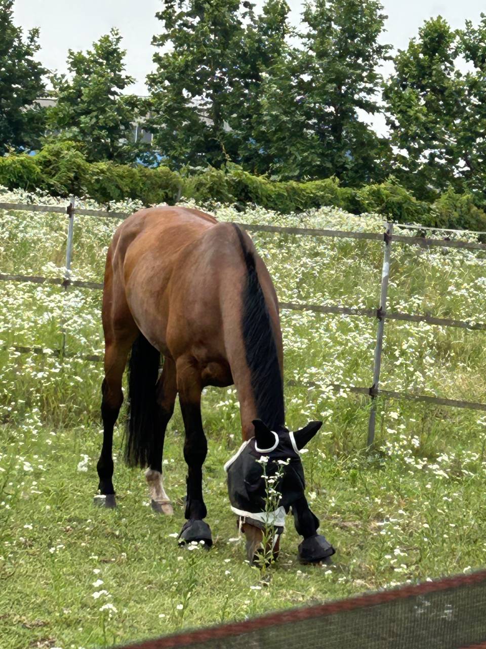 Ruin Belgisch sportpaard Te koop 2019 Donker bruin / bai ,  Heraldik Sitte