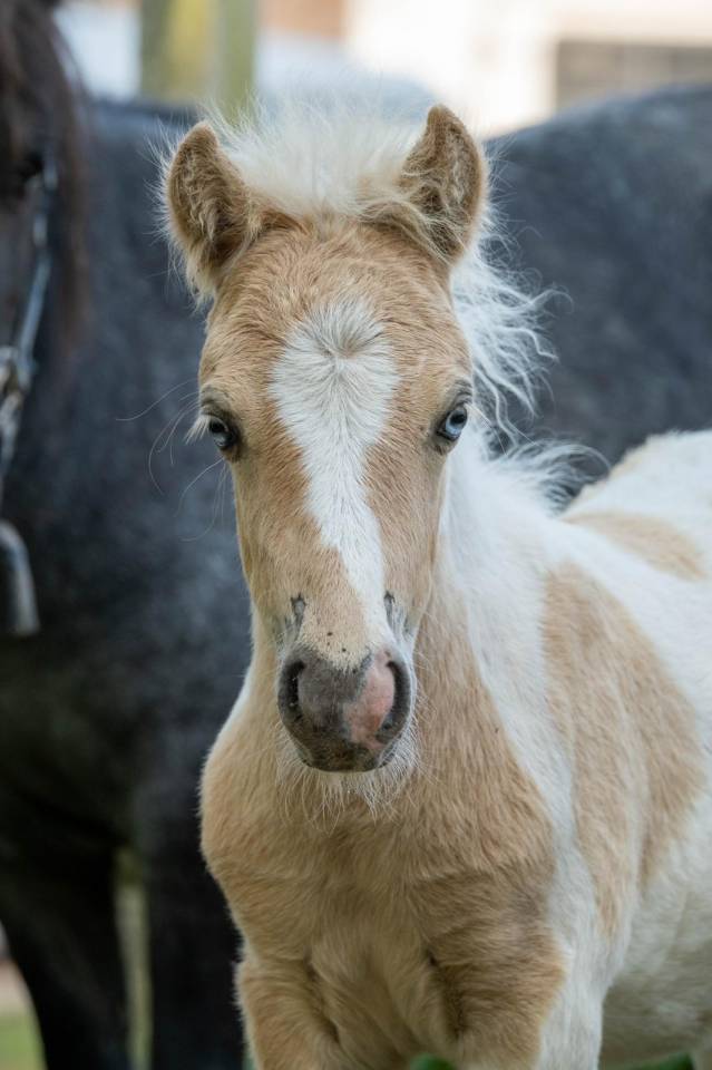 Veulen (ml) Shetland Te koop 2025 Palomino